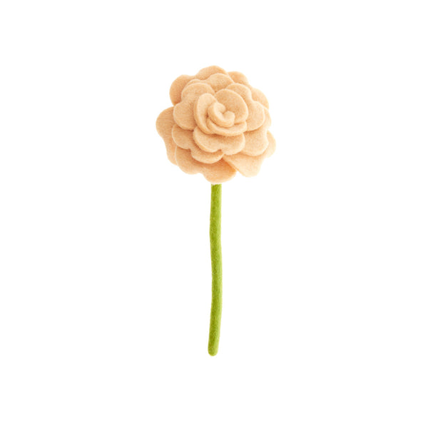 Blooming Rose Flowers