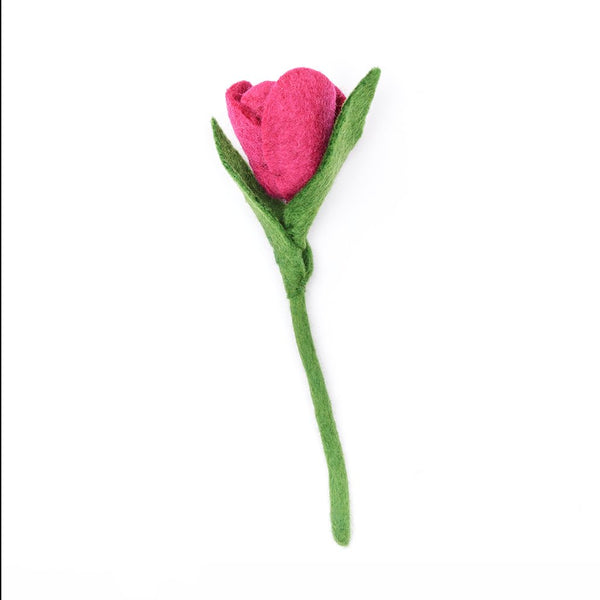 Tulip Flowers