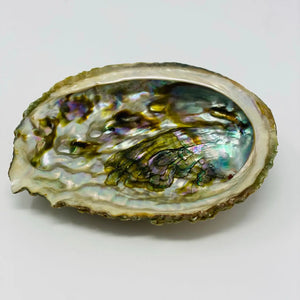 Abalone Shell - Medium