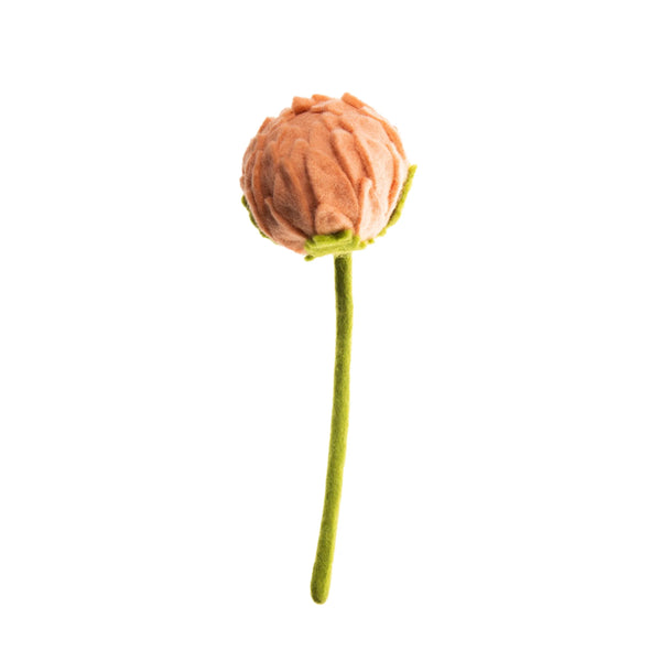 Allium Flowers