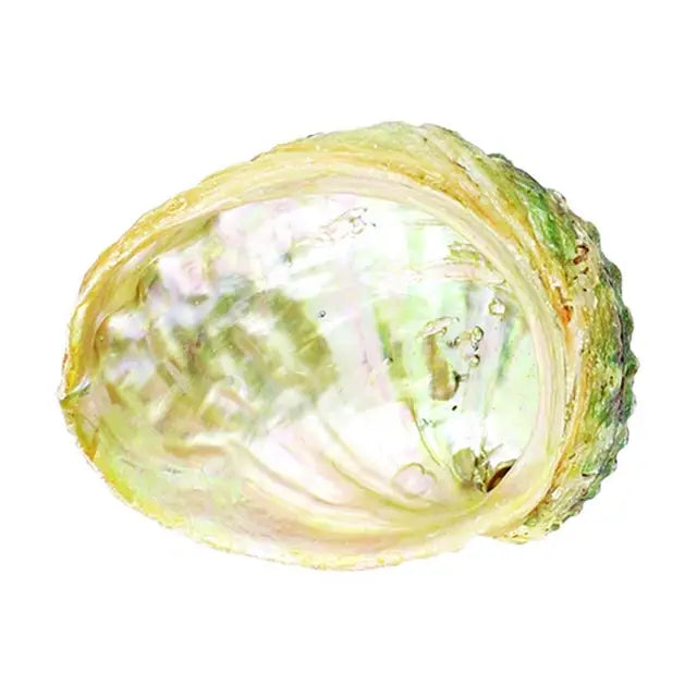 Threaded Abalone Shell