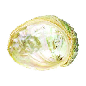 Threaded Abalone Shell