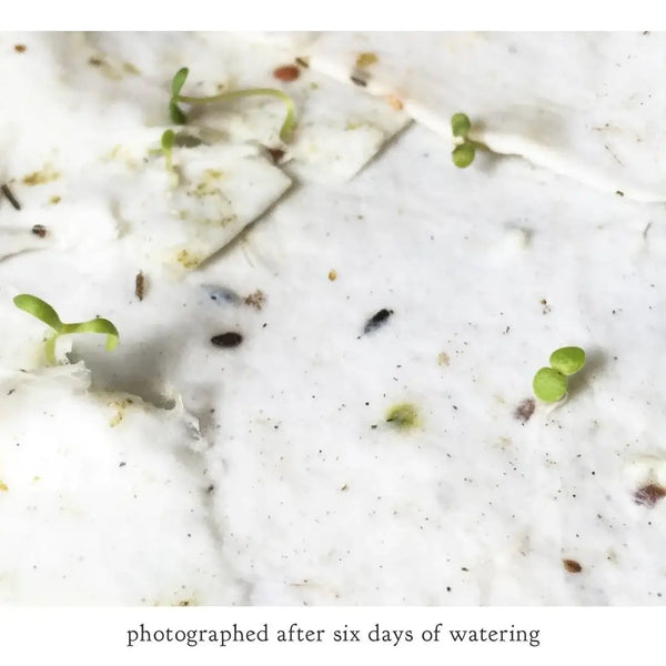 Summer Plovers Greeting Card