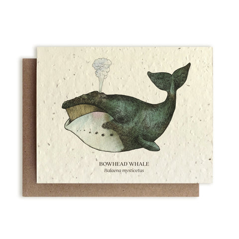 Whale Ocean Greeting Card