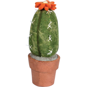 san pedro cactus shop San Pedro Cactus – Cosmica World Boutique