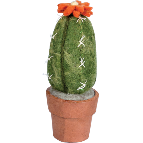 cactus san pedro grande San Pedro Cactus – Cosmica World Boutique