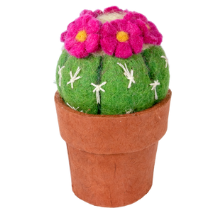 Pincushion Cactus