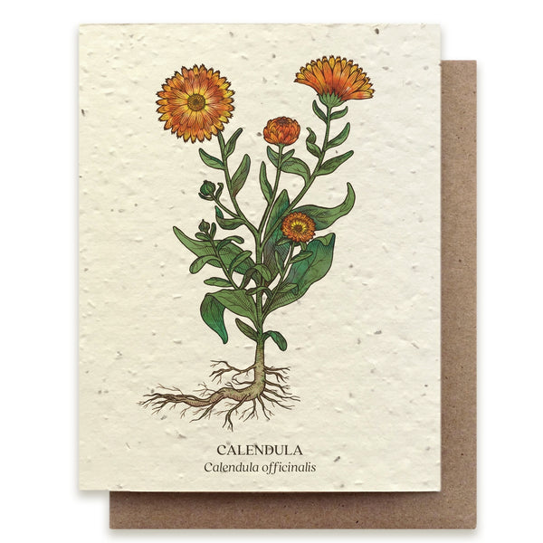 Calendula Botanical Greeting Card