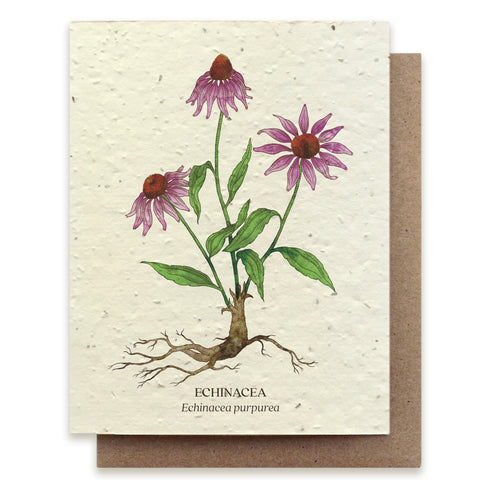 Echinacea Botanical Greeting Card