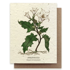 Jimson Weed Botanical Greeting Card