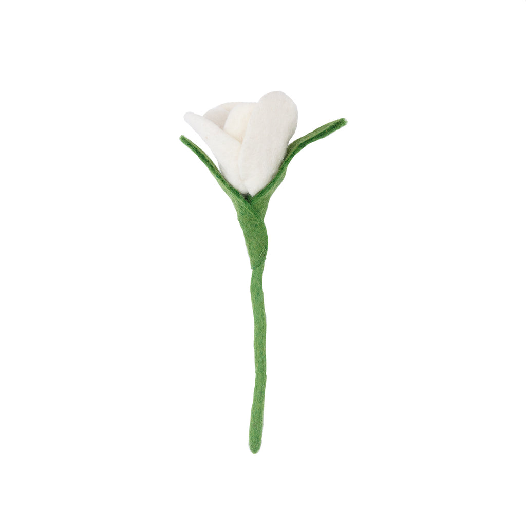 Tulip Flowers