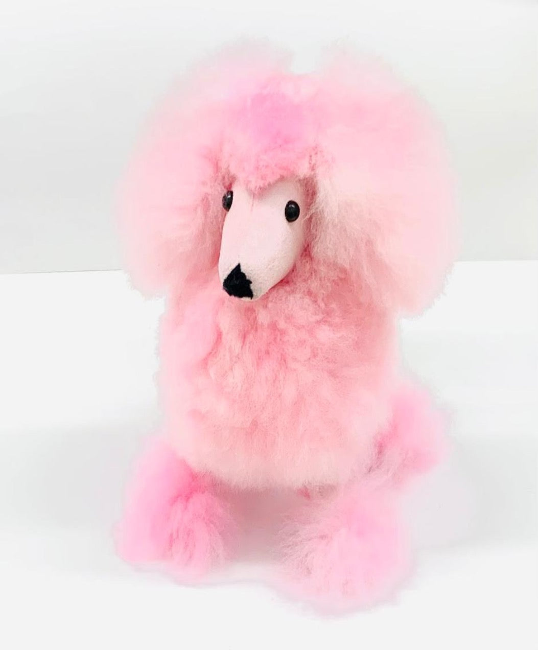 Cici The Poodle