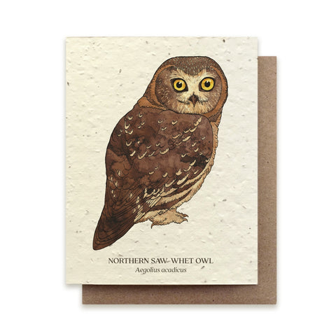 Northern Saw-Whet Owl Greeting Card