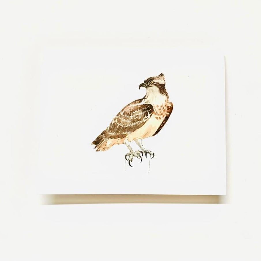 Osprey Greeting Card