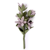 Watsonia Flowers