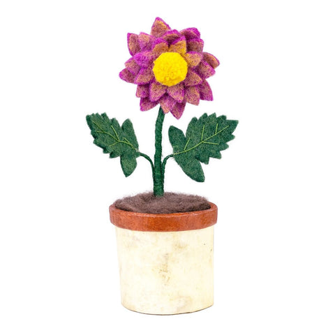 Potted Dahlia Flower